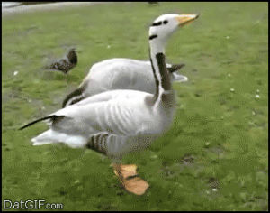 duck,eating,upvote,upvotes,oc,downvote
