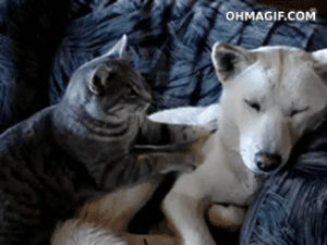 cat,funny,animals,cute,dog,massage,dog massage,massaging
