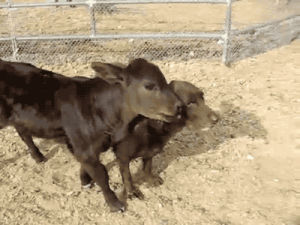 calf,animals
