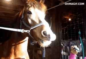 funny,cute,animals,smile,horse,teeth,brush,sniffing,toothbrush,nibble