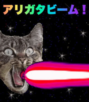 cat,thank you,laser beam