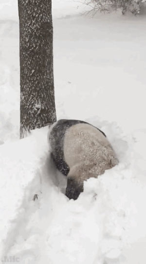 snow,panda,weather,pandas,animals,blizzard,news,mic,snowstorm,national zoo,snowstorm jonas,tian tian