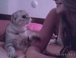 kissing,kiss,kisses,cat,kiss me,cat asks and gets kisses from girl