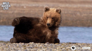 alaska,bear,brown bear,cute,animals,bbc,bbc one,wildlife,alaska live,live tv