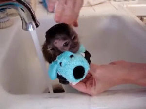cute,baby,animal,monkey,bath