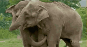 circus,love,hug,elephant,aww,years,bond,elephants