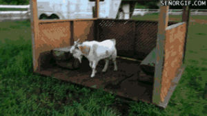 feinting goats,fall,how,goat,goats,forgot