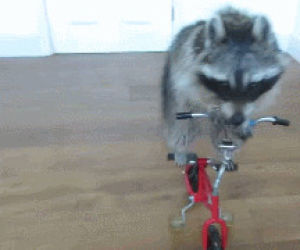bycicle,rocket,guardians of the galaxy,cute animal,racoon,funny,cute,animals