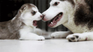 puppy,love,adorable,dog,kiss,animal,funny dog