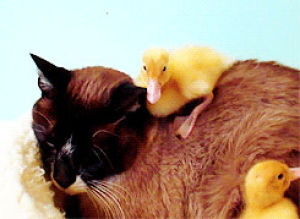 duck,wake up,cat