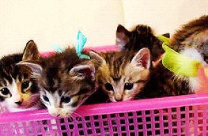 sweet,cat,baby,pink,kitten