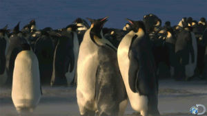 discovery channel,animals,cute,lol,fight,penguin,discovery,penguins,cute animal