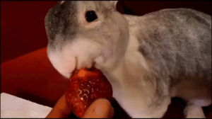 eating,bunny,strawberry