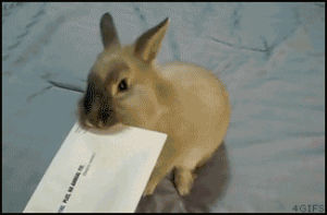 bunny,nom,letter,om,bunneh,open