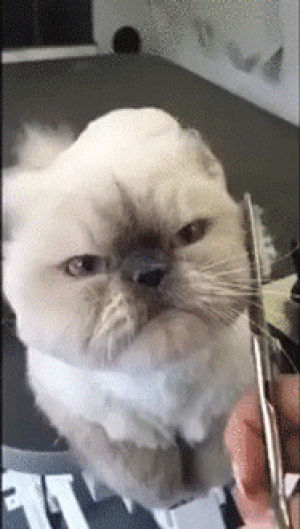haircut,annoyed,cat,angry