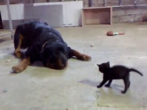 kitten,funny,dog,cat
