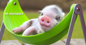 pig,relax,marimex