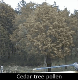 pollen,tree,cedar,extended scene