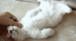 cat,happy,aww,content,massage