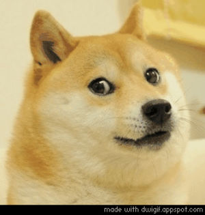 doge,deal with it