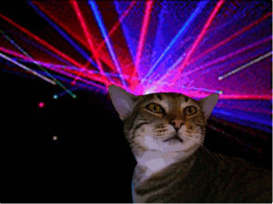 cat,colors,serious,lasers