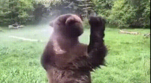 water,bear,cooling off,shower