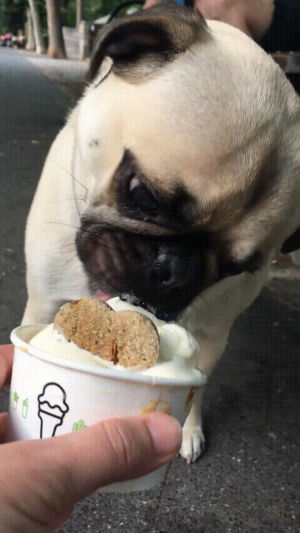hungry,dig in,dog,starving,lets eat,shake shack,pug,eating,pooch ini