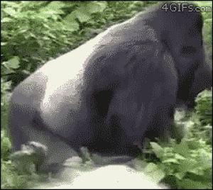 gorilla,close call,dragged,animals,man,lucky,drags,oh shi,nature you scary