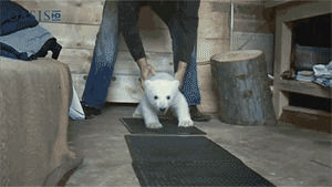 bear cubs,animals,running,bear,playing,polar bear,polar bear cub