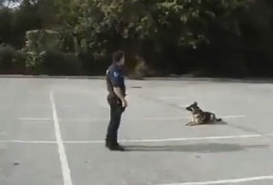 dog,police