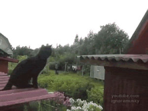 roof,falling,cat,fail,jumping