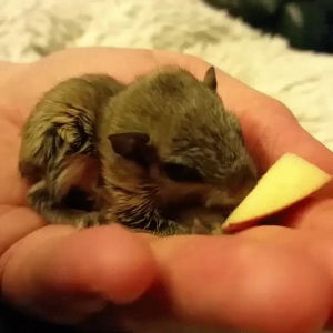 squirrel,new,baby