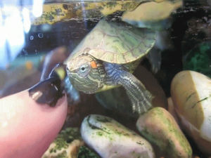 baby,vs,finger,turtle
