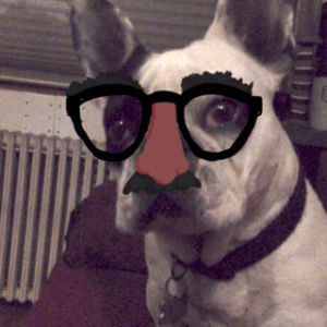 french bulldog,dog,cute,nerdy,frenchie