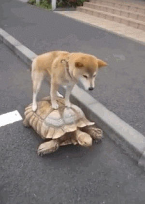 dog,turtle,lift