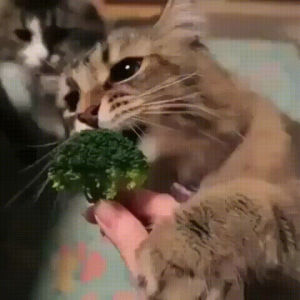 vegetable,cat,eat