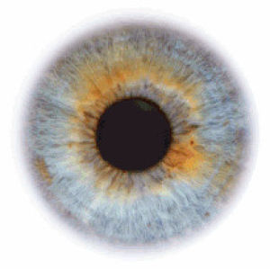 eye,eyeball,blue,green,colour,brown,iris