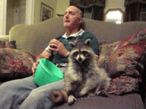 racoon,animals,man,eating,couch