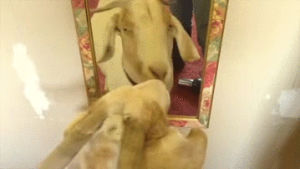 surprised,kiss,mirror,goat,horn