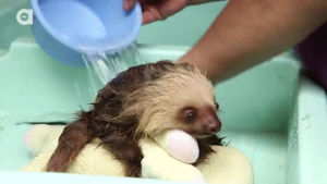 sloth,hey