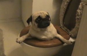 toilet,licking,pug,pugs,dog,animals,wtf,curious,halp