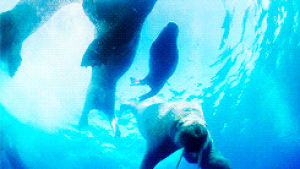 walrus,swimming,nudge