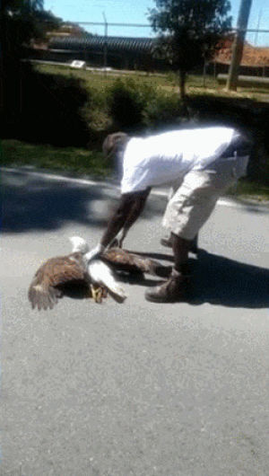 eagle,road,man,side,rescues