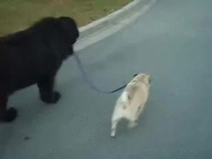 walk,pug