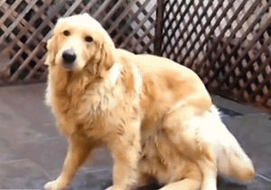 golden retriever,surprise,dog,fur