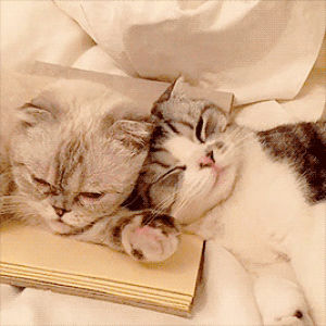 instagram,taylor swift,olivia,this is so cute,meredith