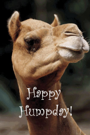 humpday,hump day,happy humpday