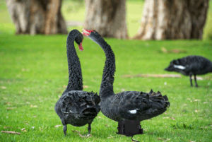 black swan s