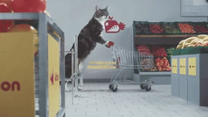 grocery shopping,shopping,cat