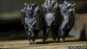 bat,bats,dancing,animals,batdance